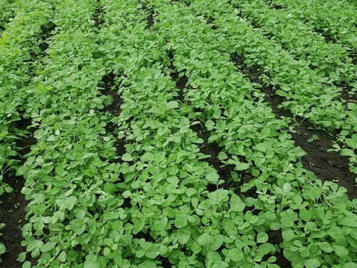 Authentic lush green fenugreek (methi) crop cultivation in farming fields